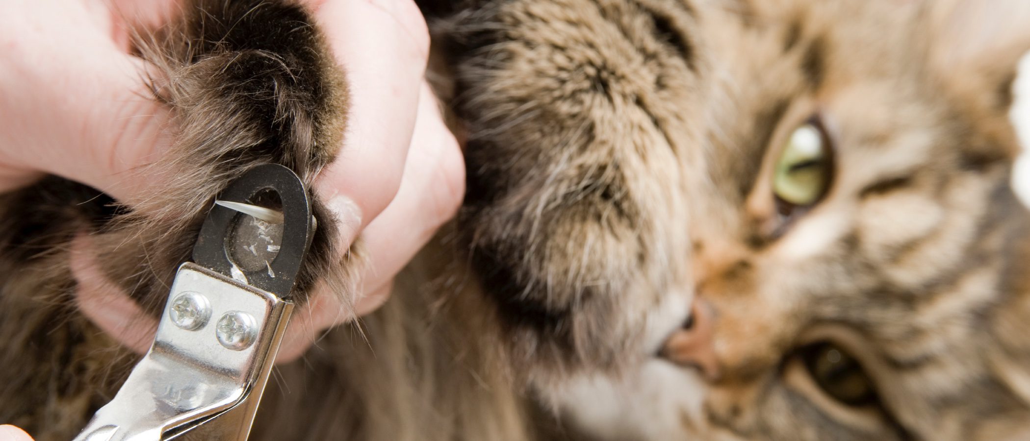 Cómo cortar las uñas de un gato