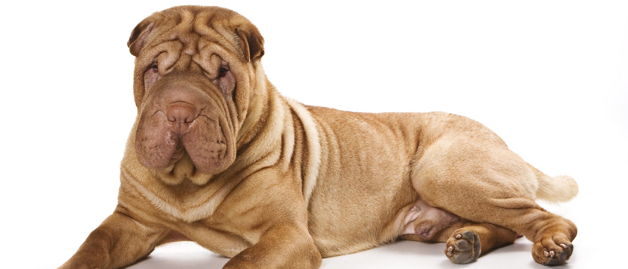Shar Pei: Razas de perros