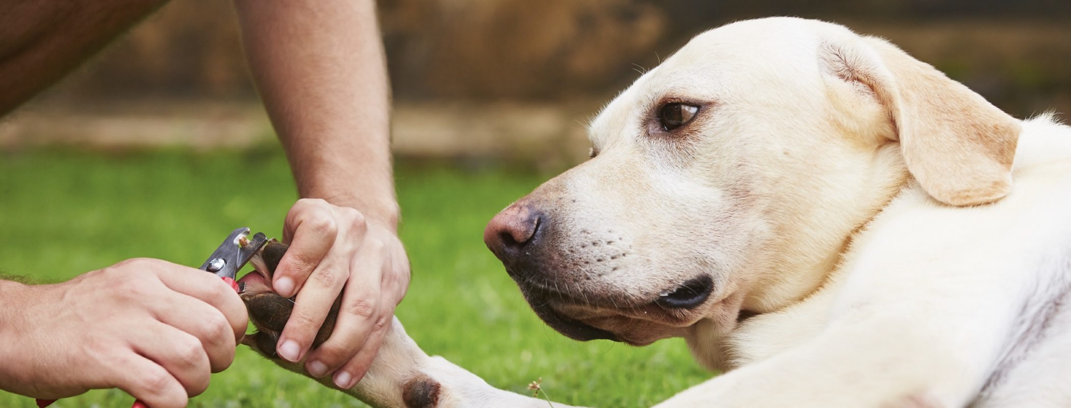 Cómo cortar las uñas de un perro