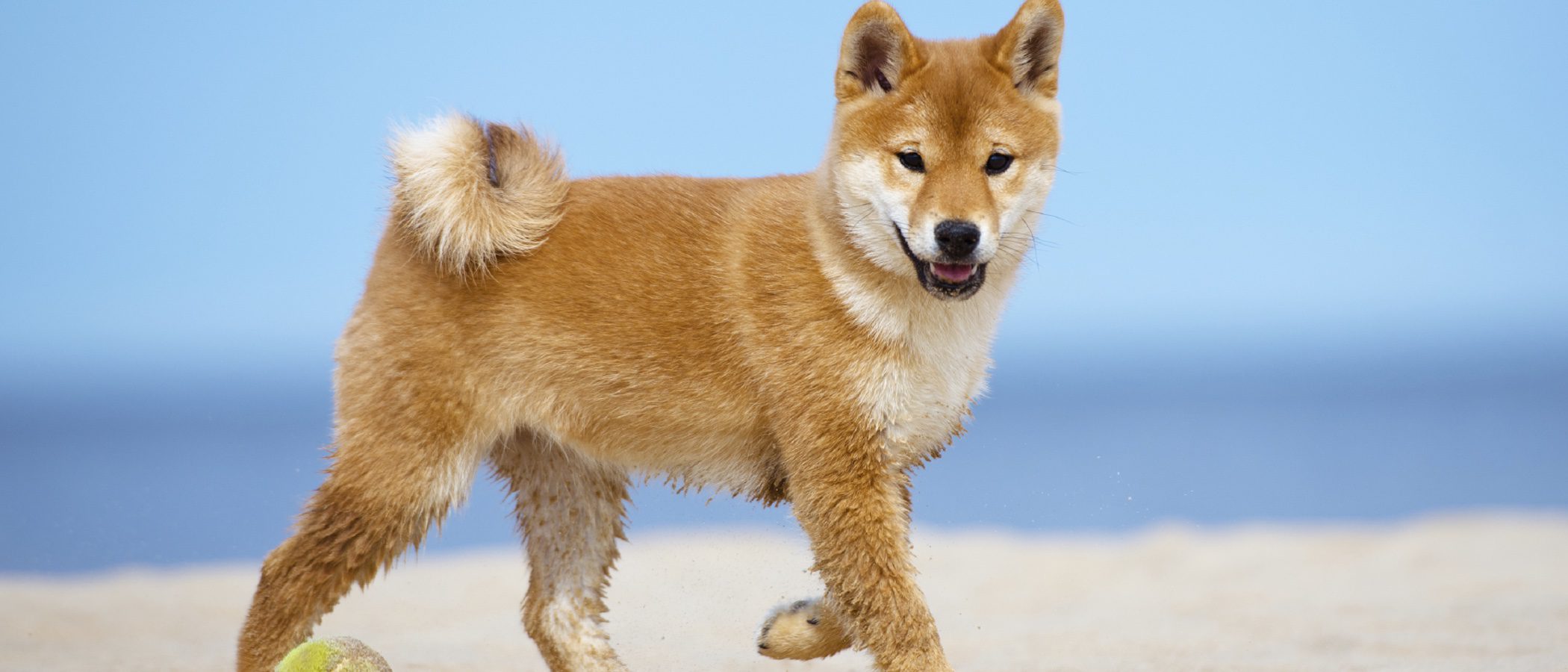Akita Inu: Razas de perros