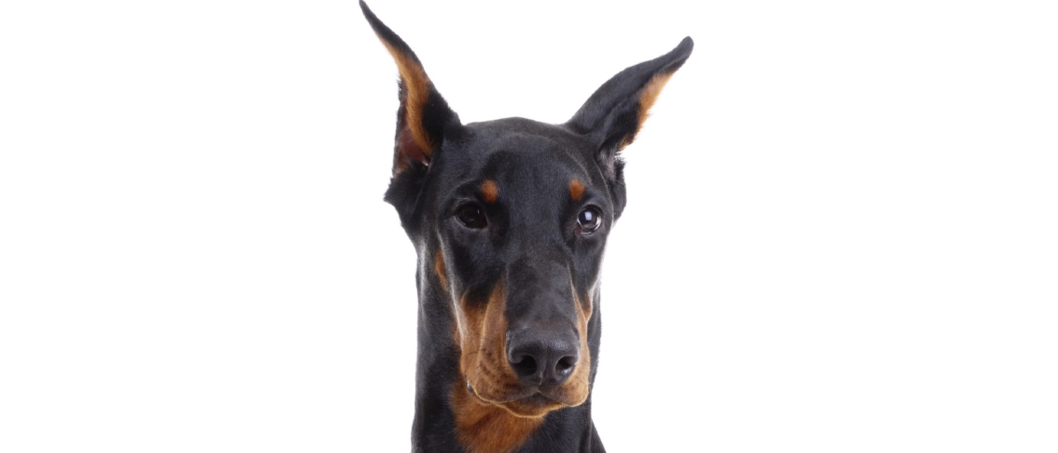 Doberman: Razas de perros
