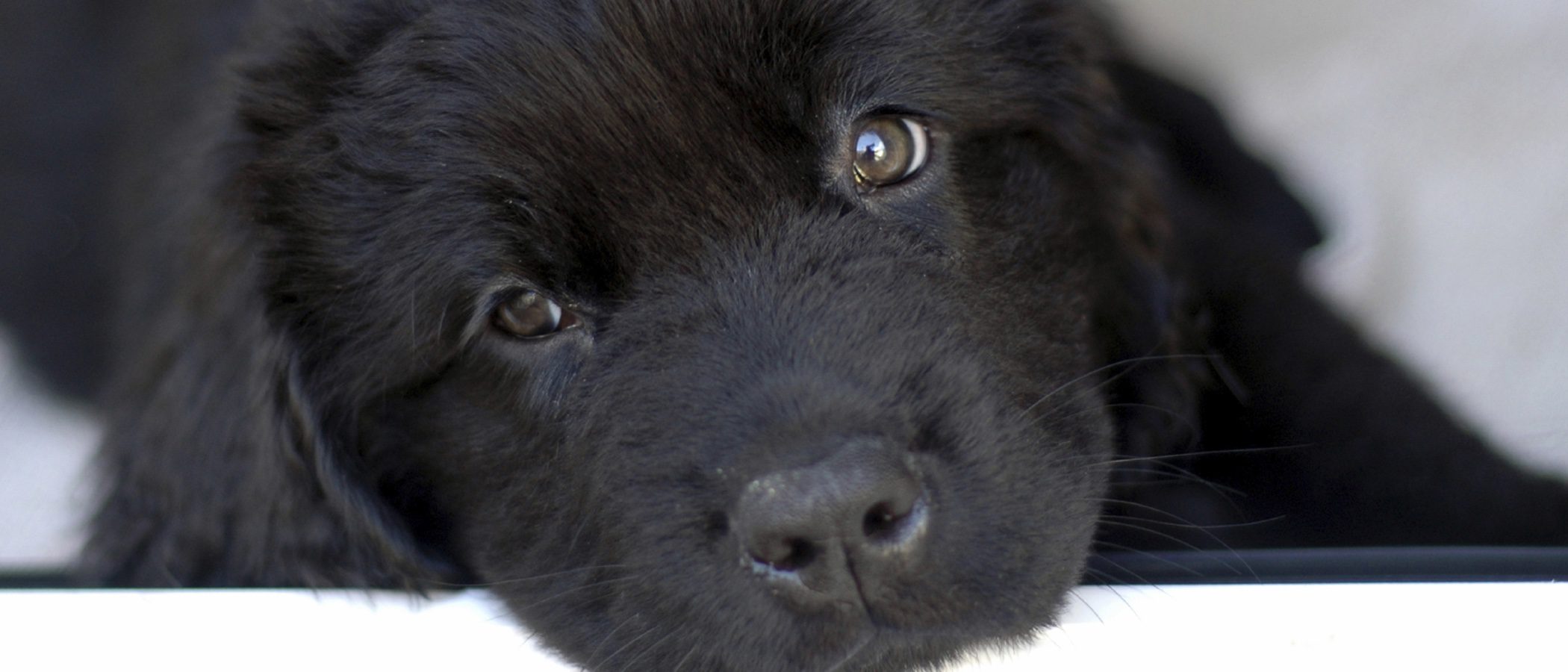 Terranova: Raza de Perros