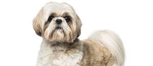 Shih Tzu: Razas de perros