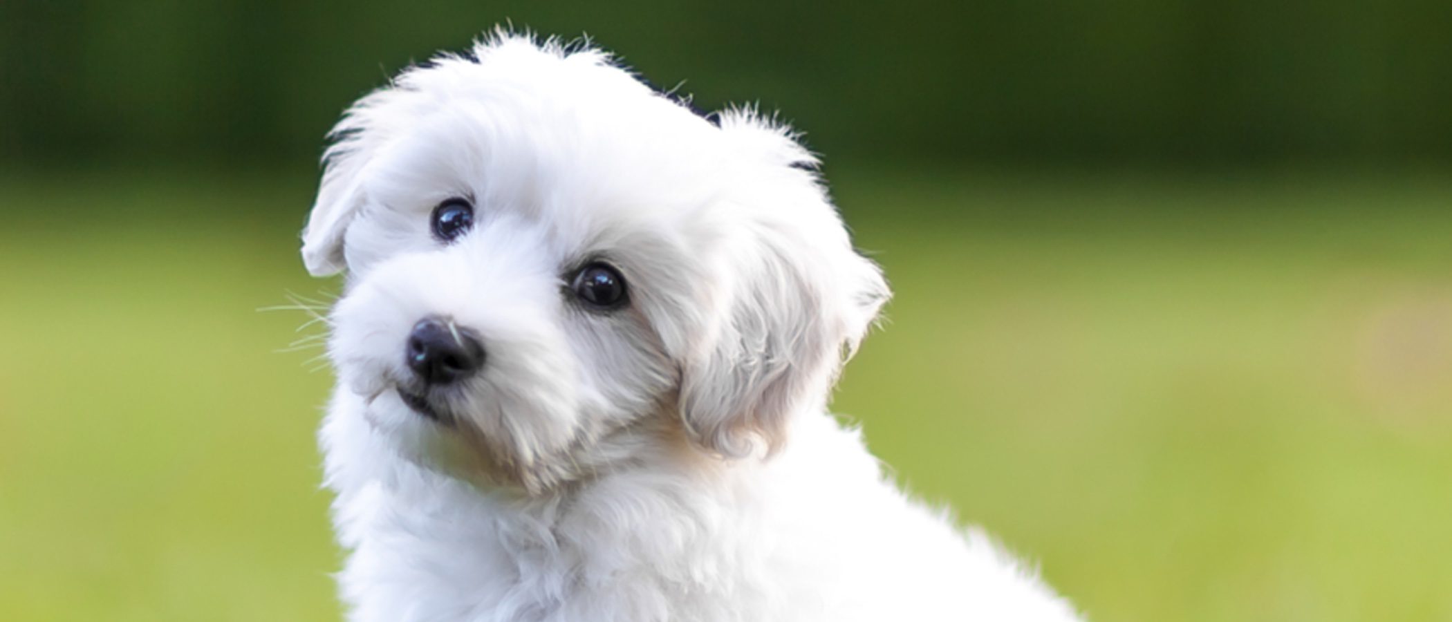 Bichón frisé: Razas de perros