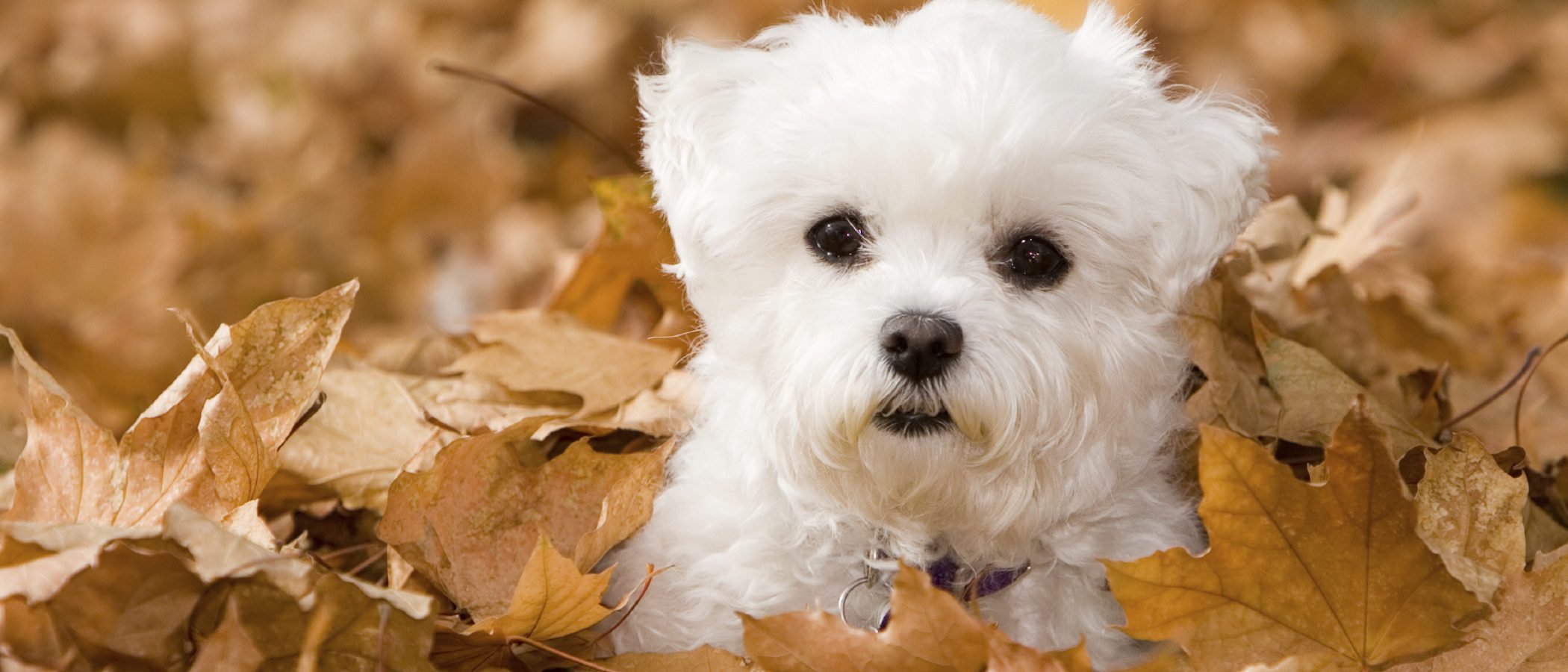 Bichón maltés: razas de perros