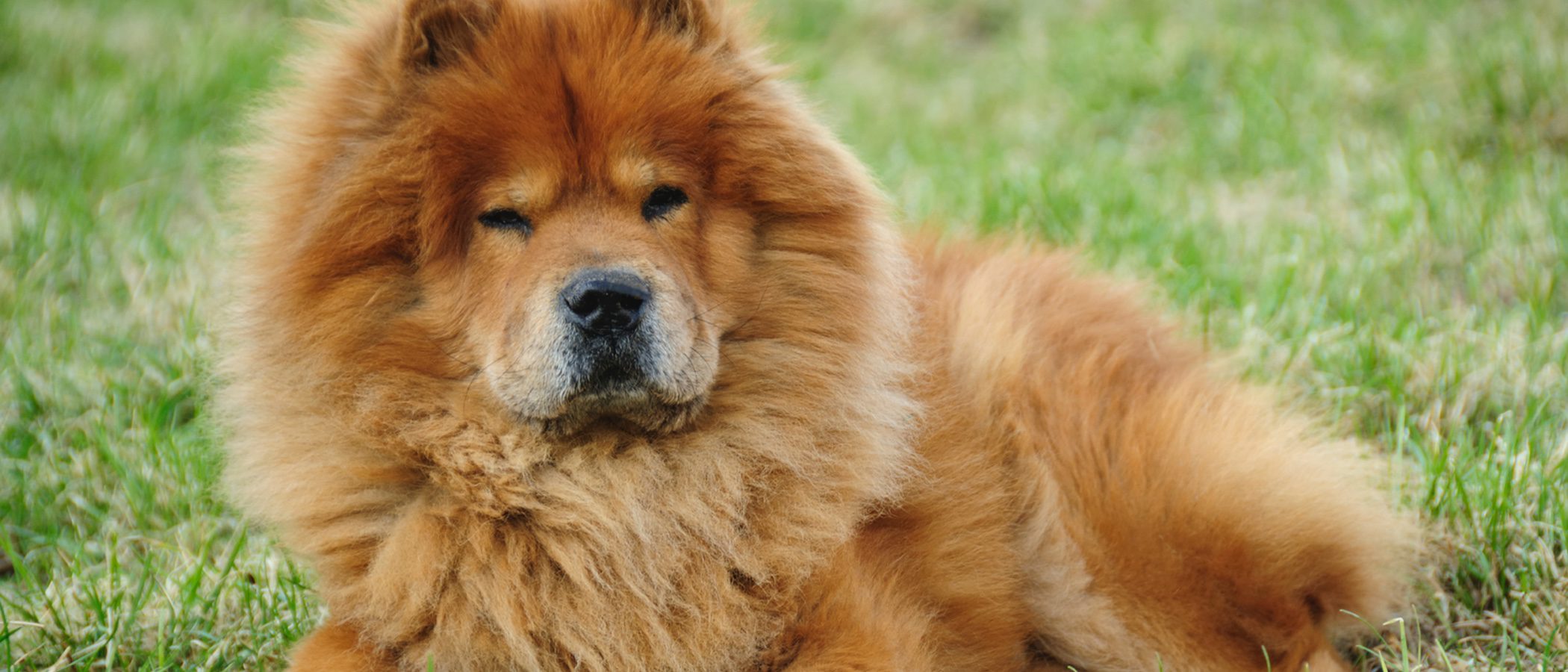 Razas de perros: Chow chow