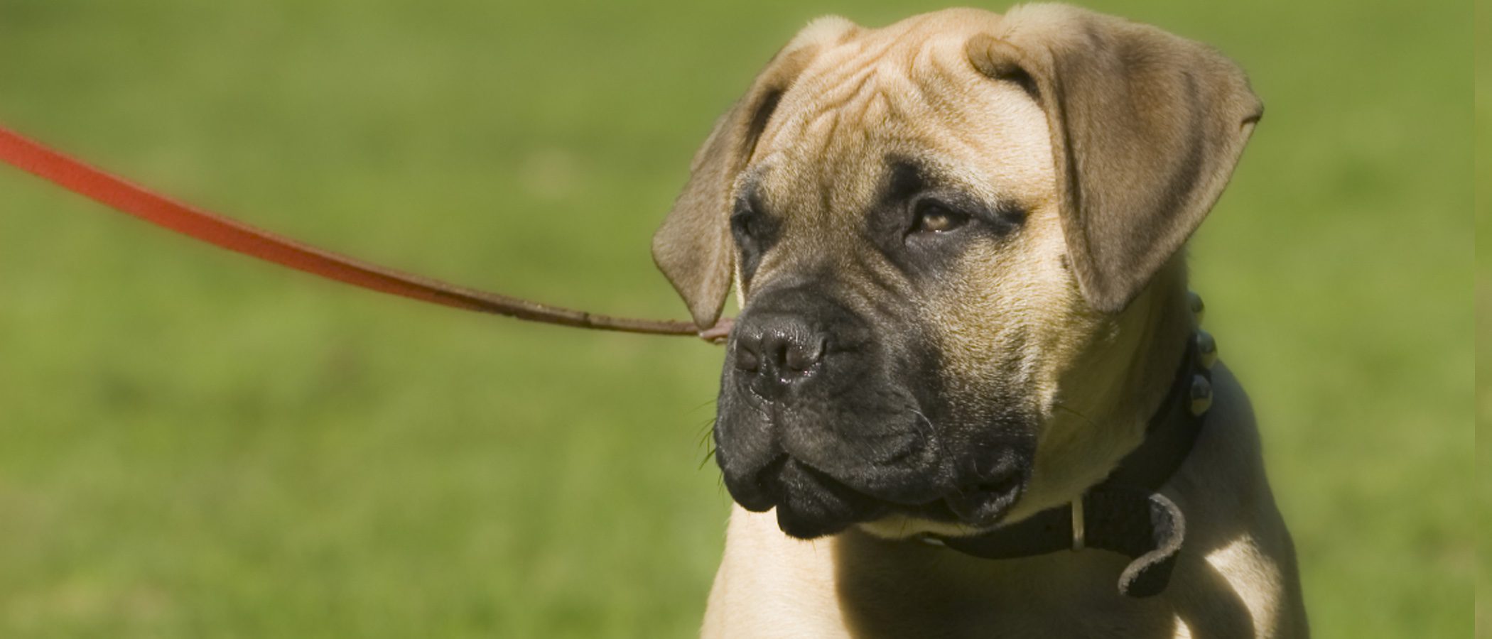 Razas de perros: Bullmastiff