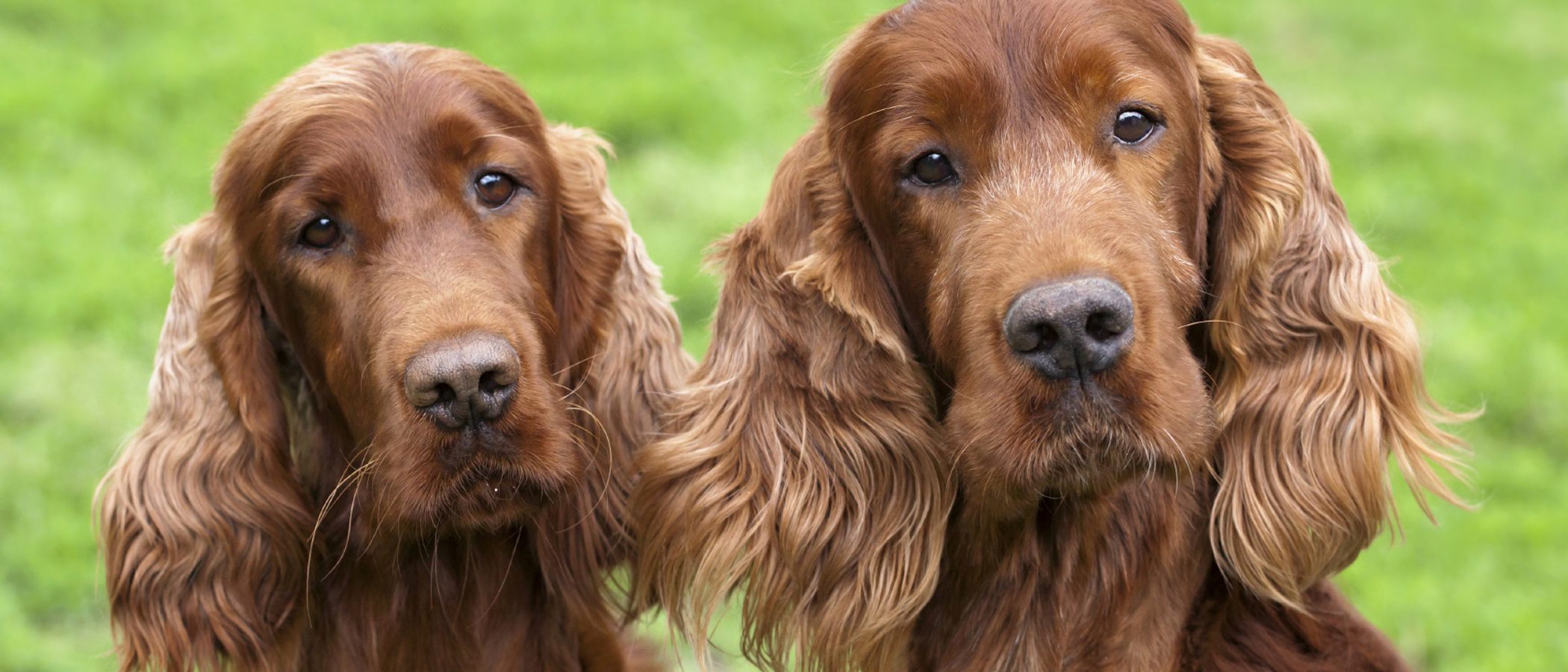 Razas de perros: Setter irlandés