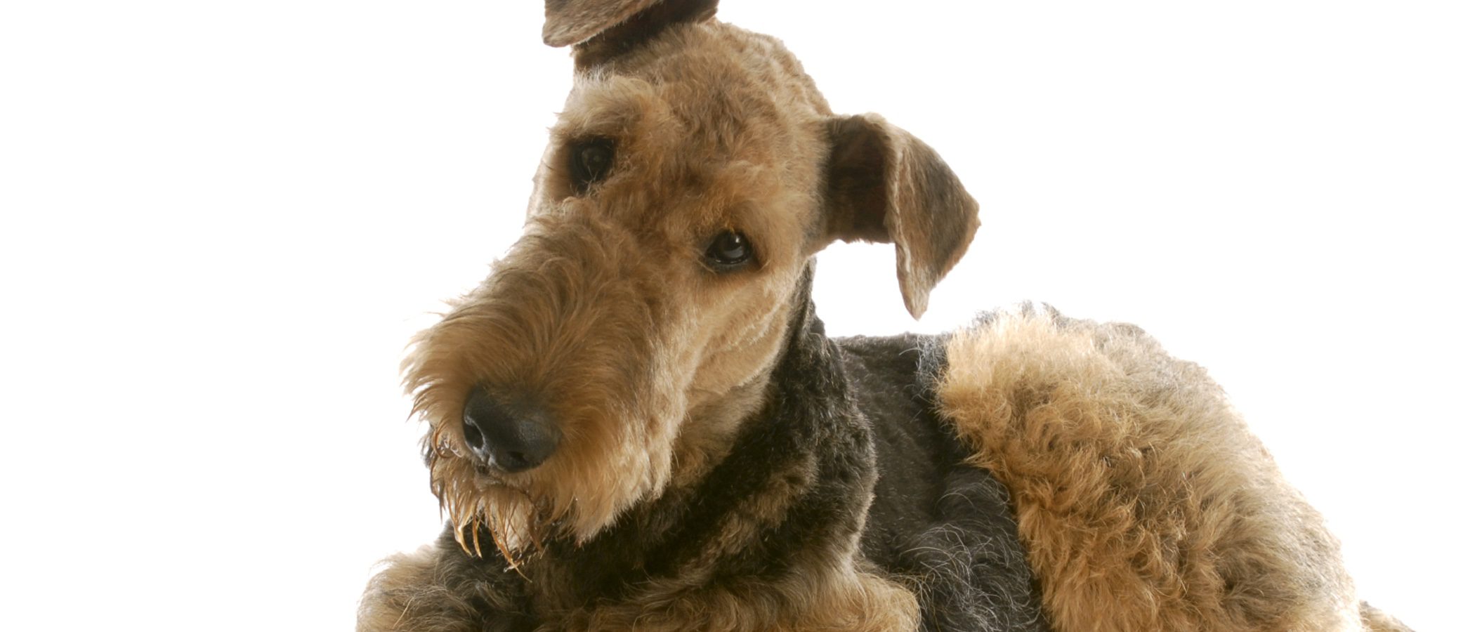 Razas de perros: Airedale terrier