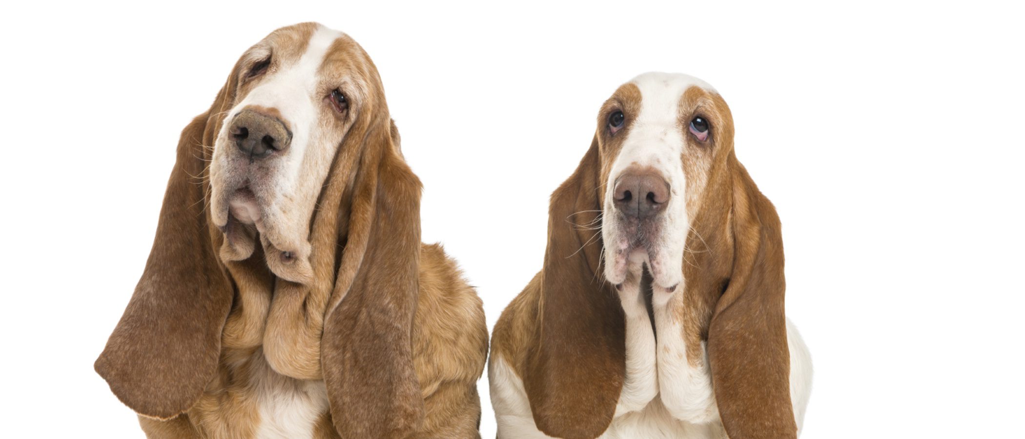 Razas de perros: Basset hound
