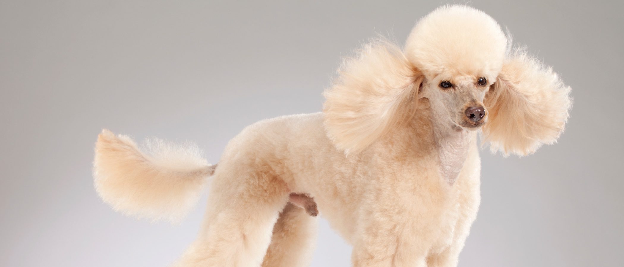 12 razas de perros con el pelo largo