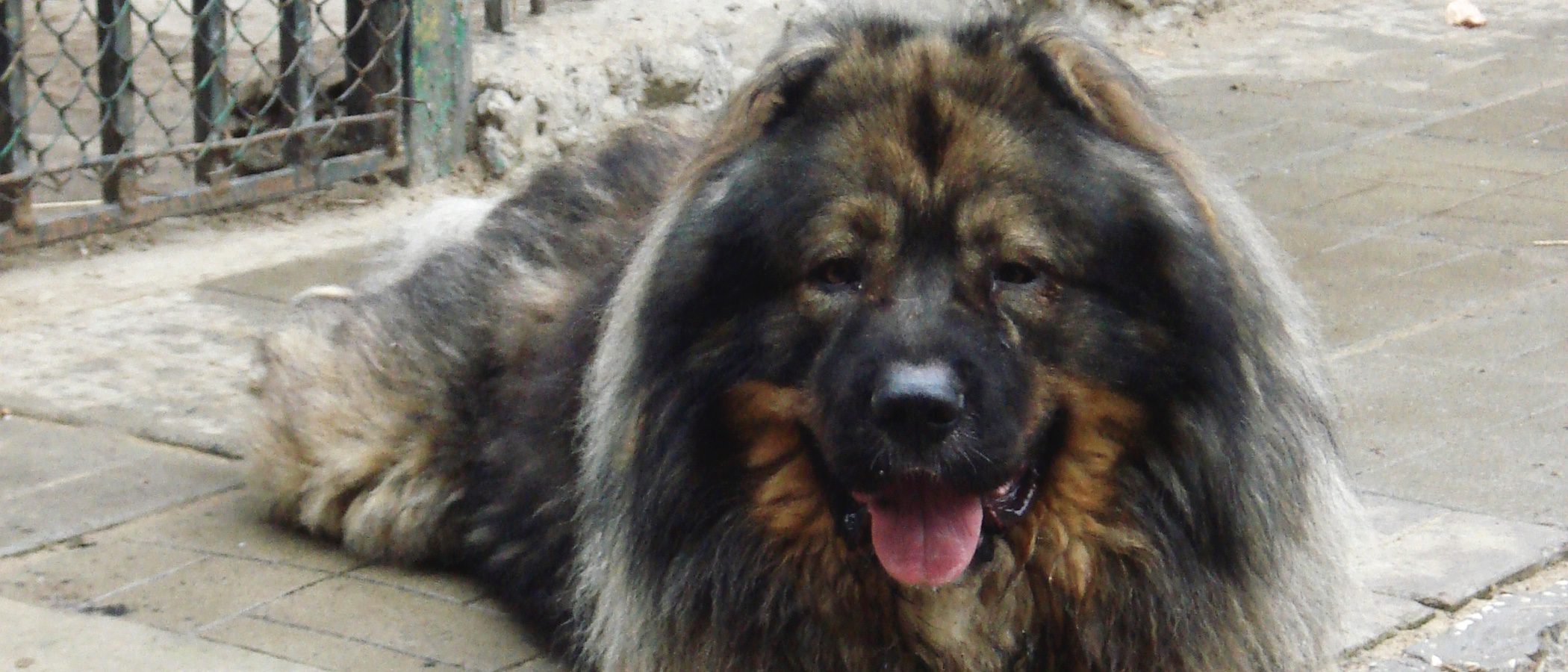 Razas de perros: Pastor Caucásico