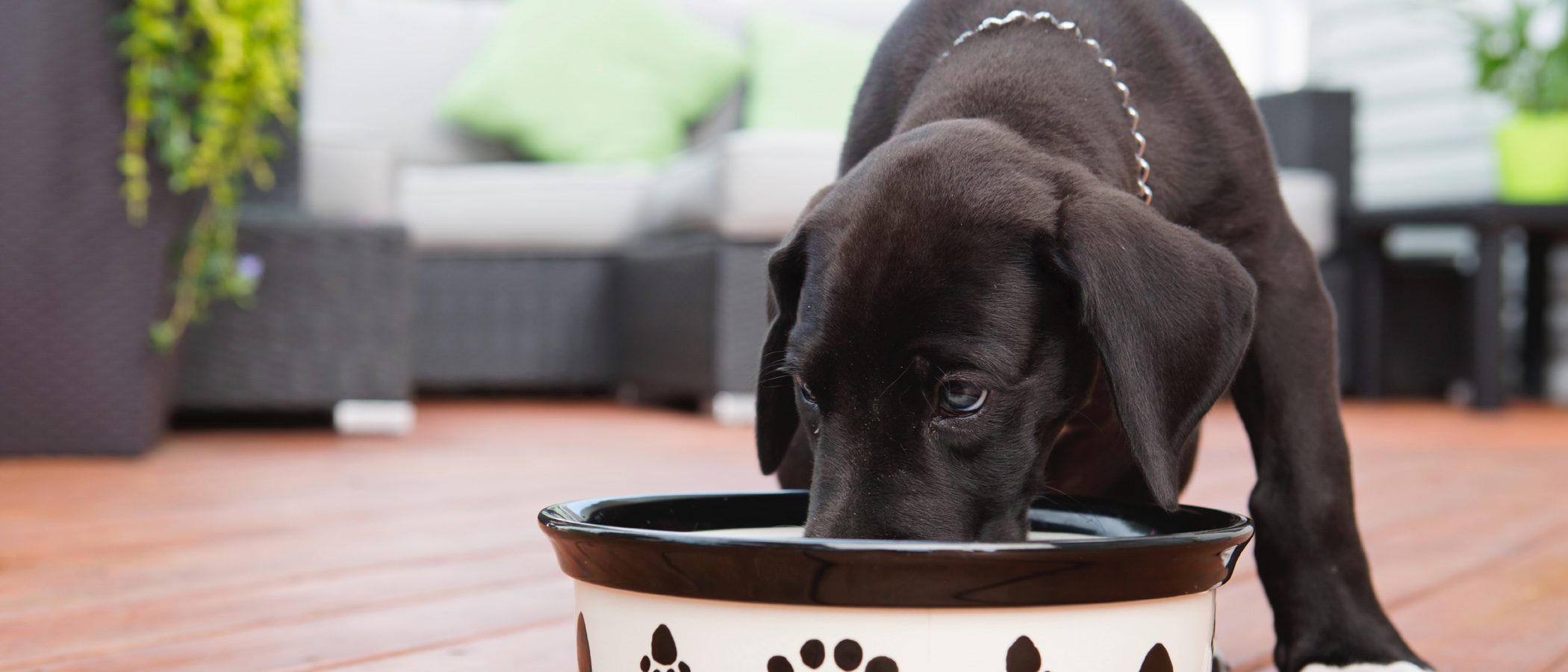 Reducir el estrés de nuestro perro en 5 pasos