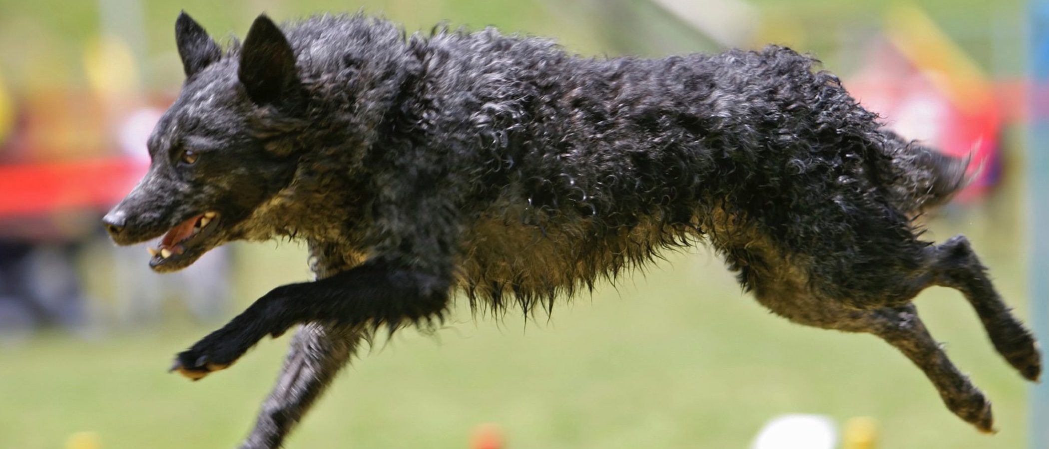 Razas de perros: Mudi