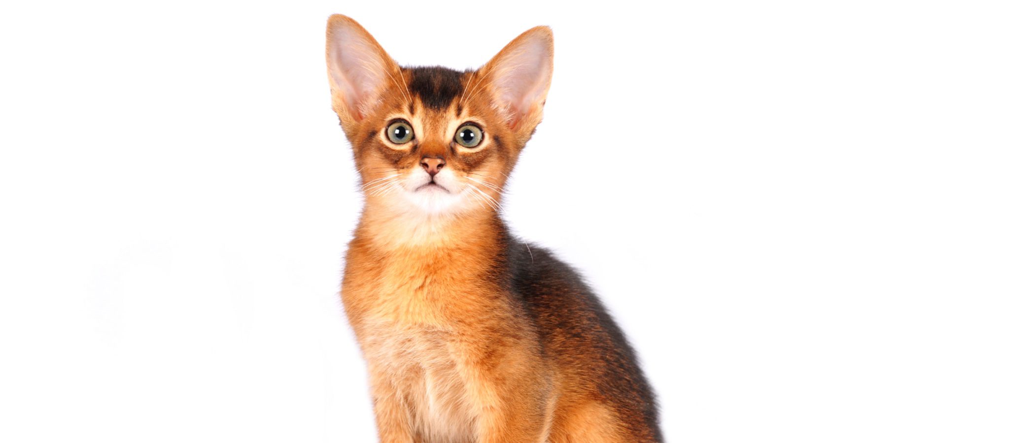 Gato Abisinio: todo sobre esta raza de felino