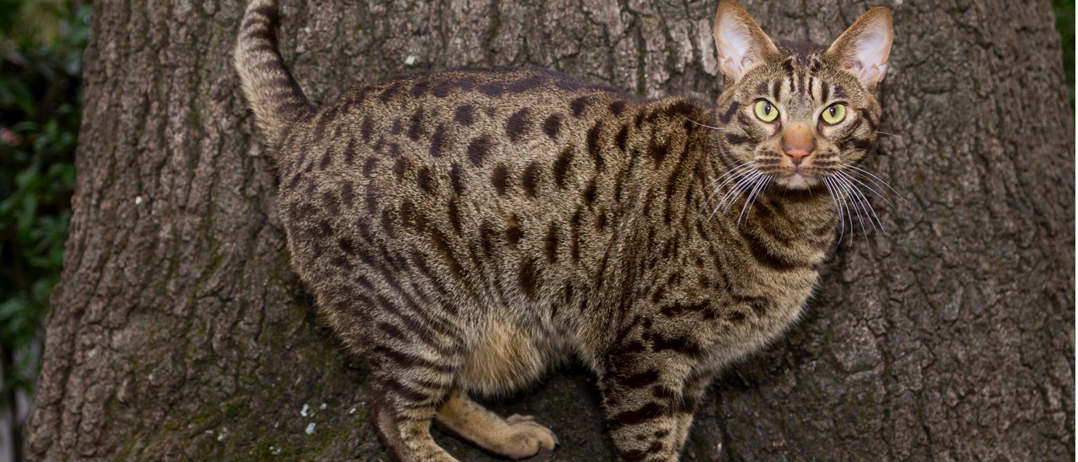 Gato Ocicat: todo sobre esta raza de felino