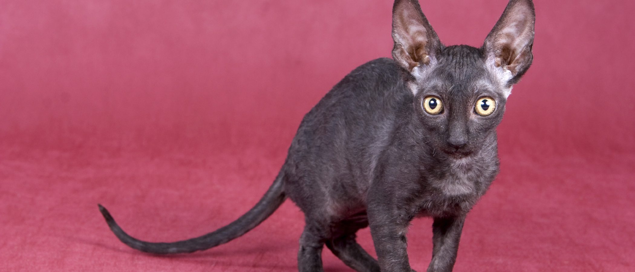 Cornish Rex: todo sobre esta raza de felino