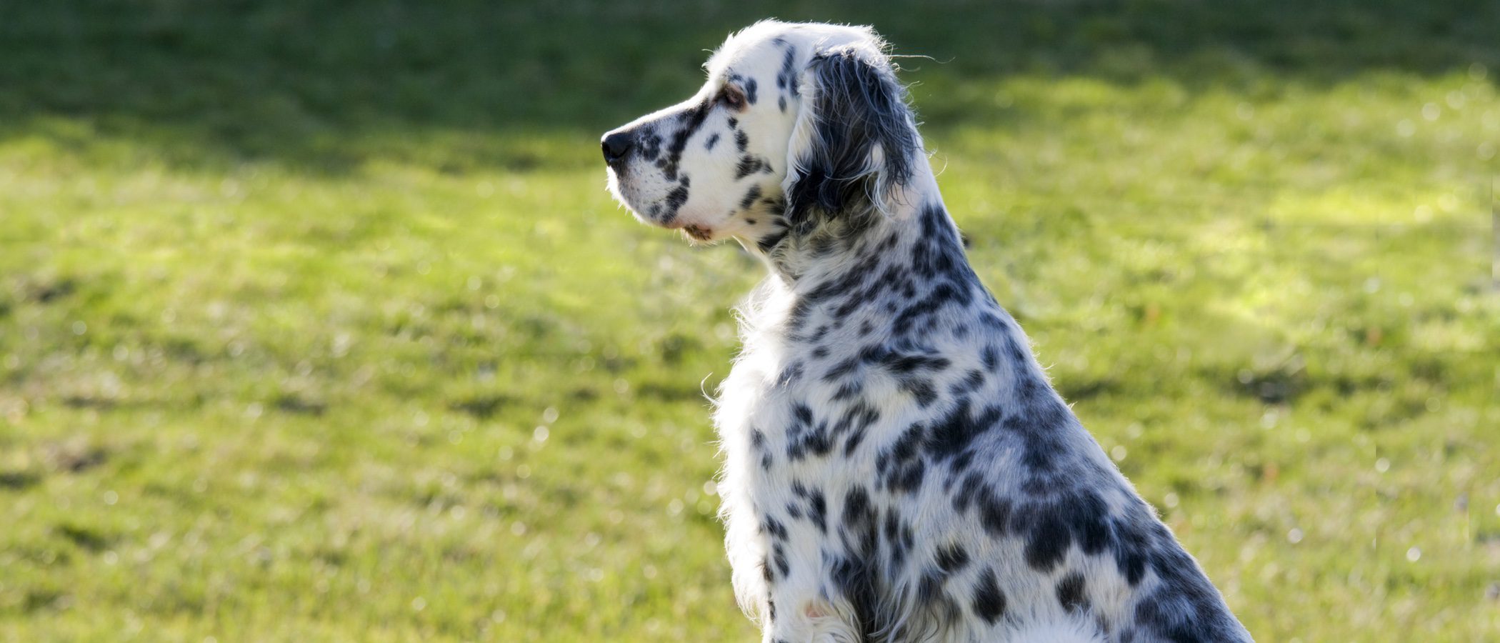 Razas de perros: Setter inglés