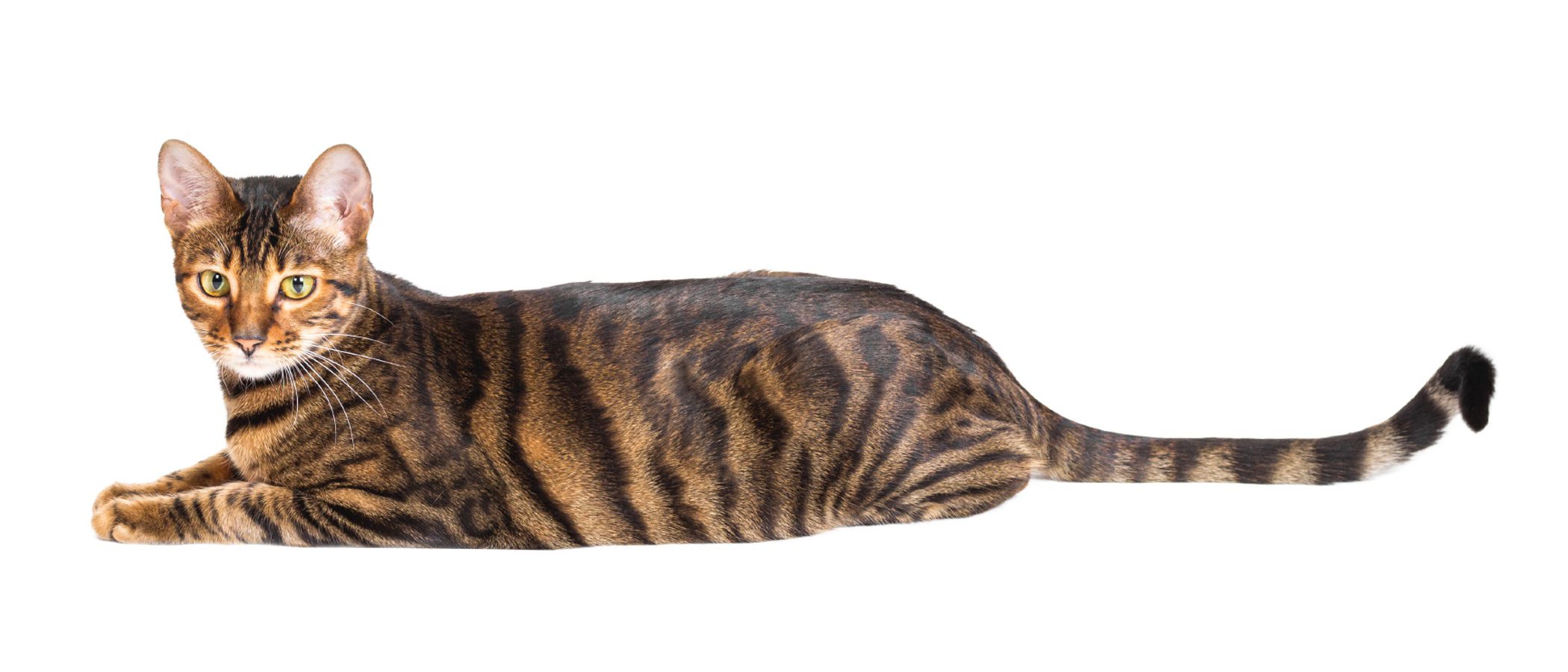Gato Toyger: todo sobre esta raza de felino