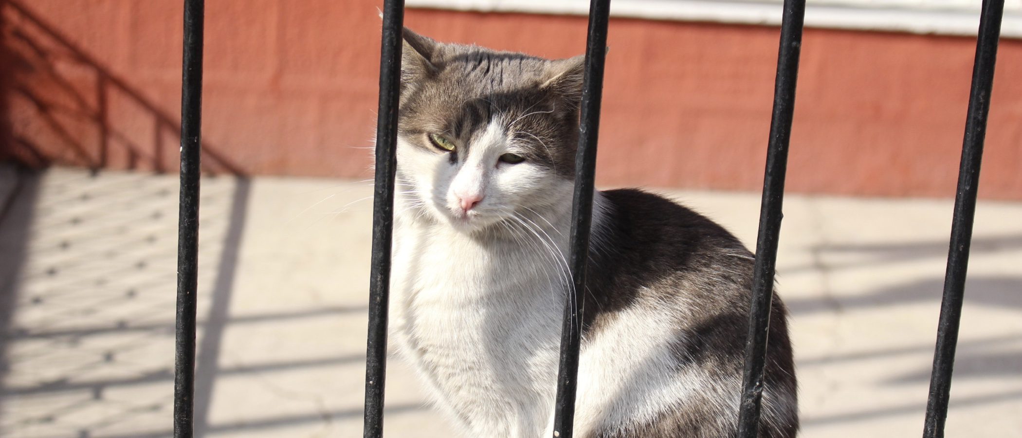 Gato Manx: todo sobre esta raza de felino