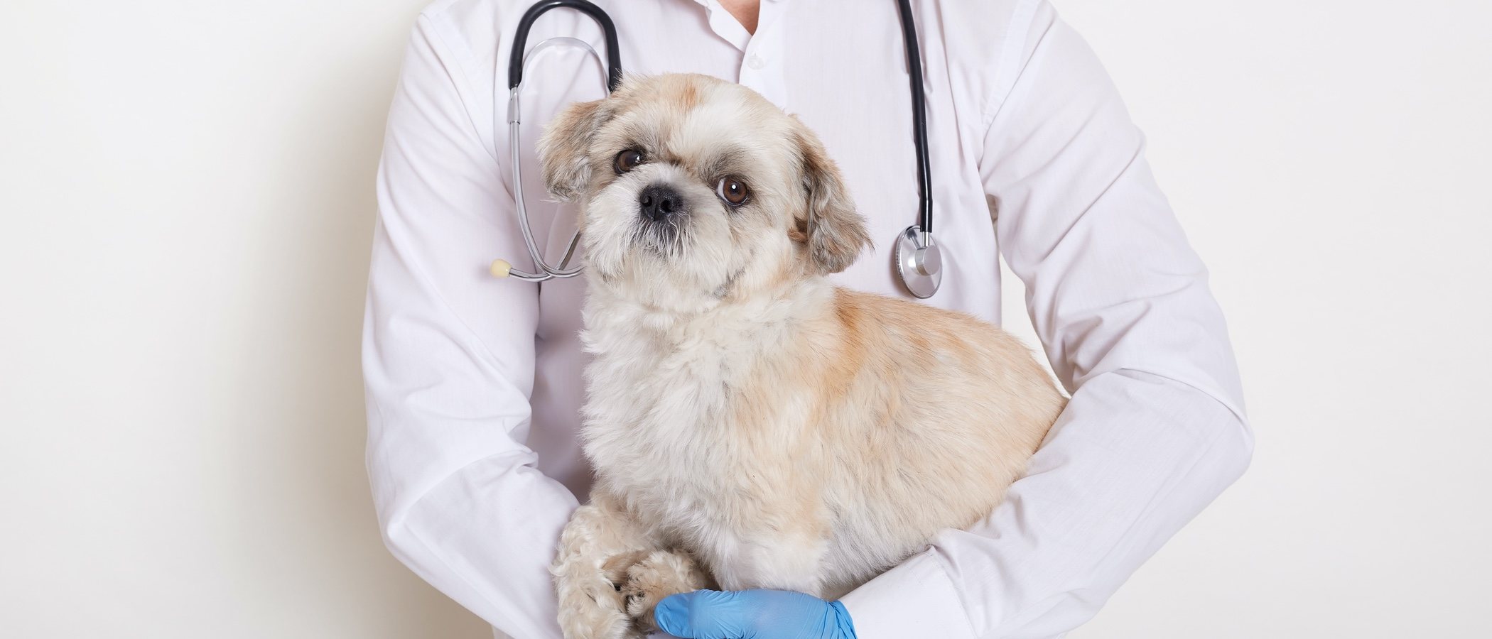 Perros diabéticos: síntomas y tratamiento