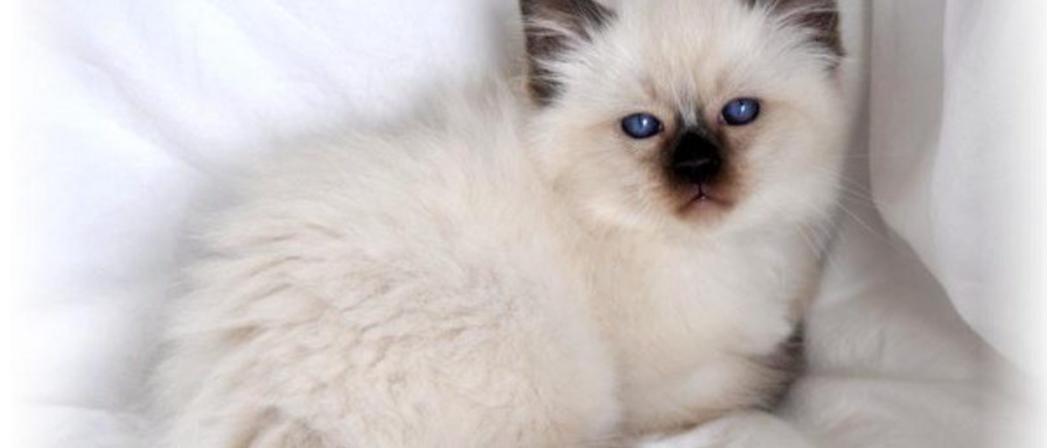 Gato balinés: todo sobre esta raza de felino