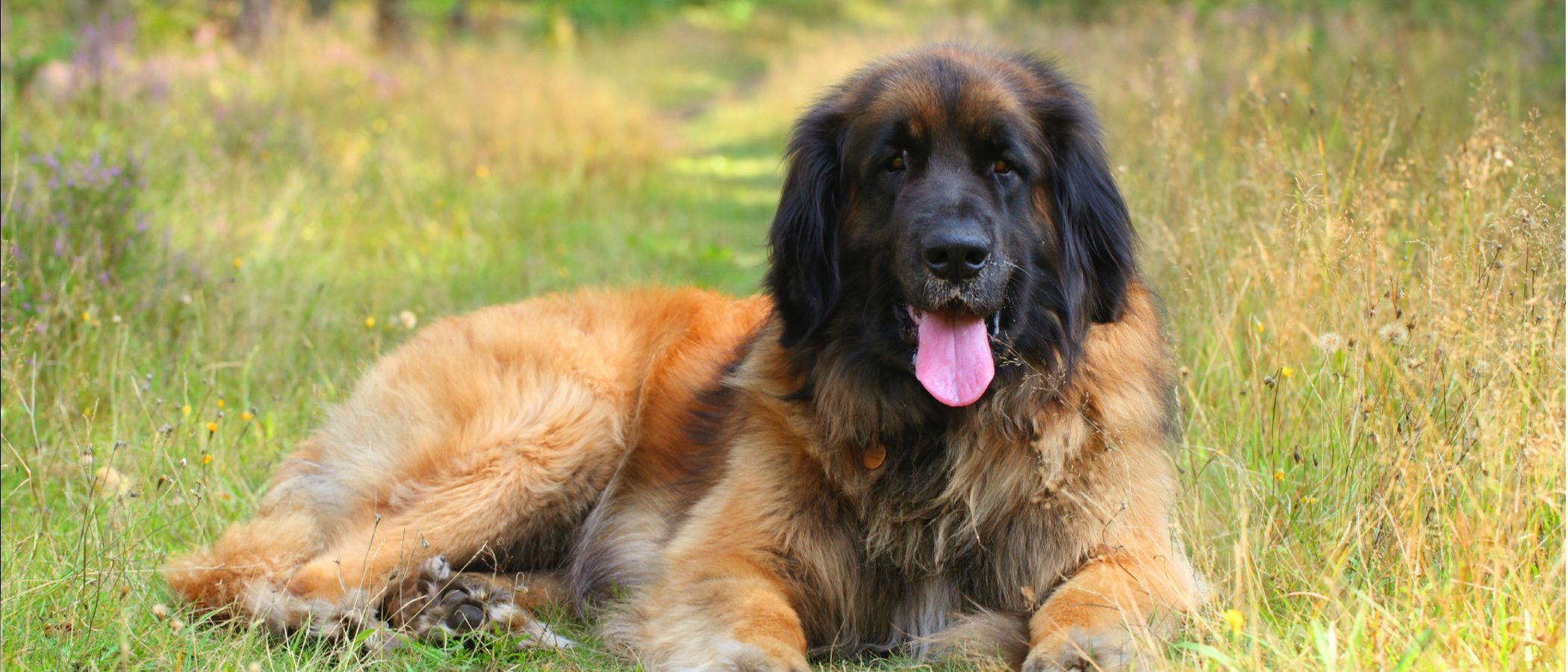 Leonberger: Razas de perros