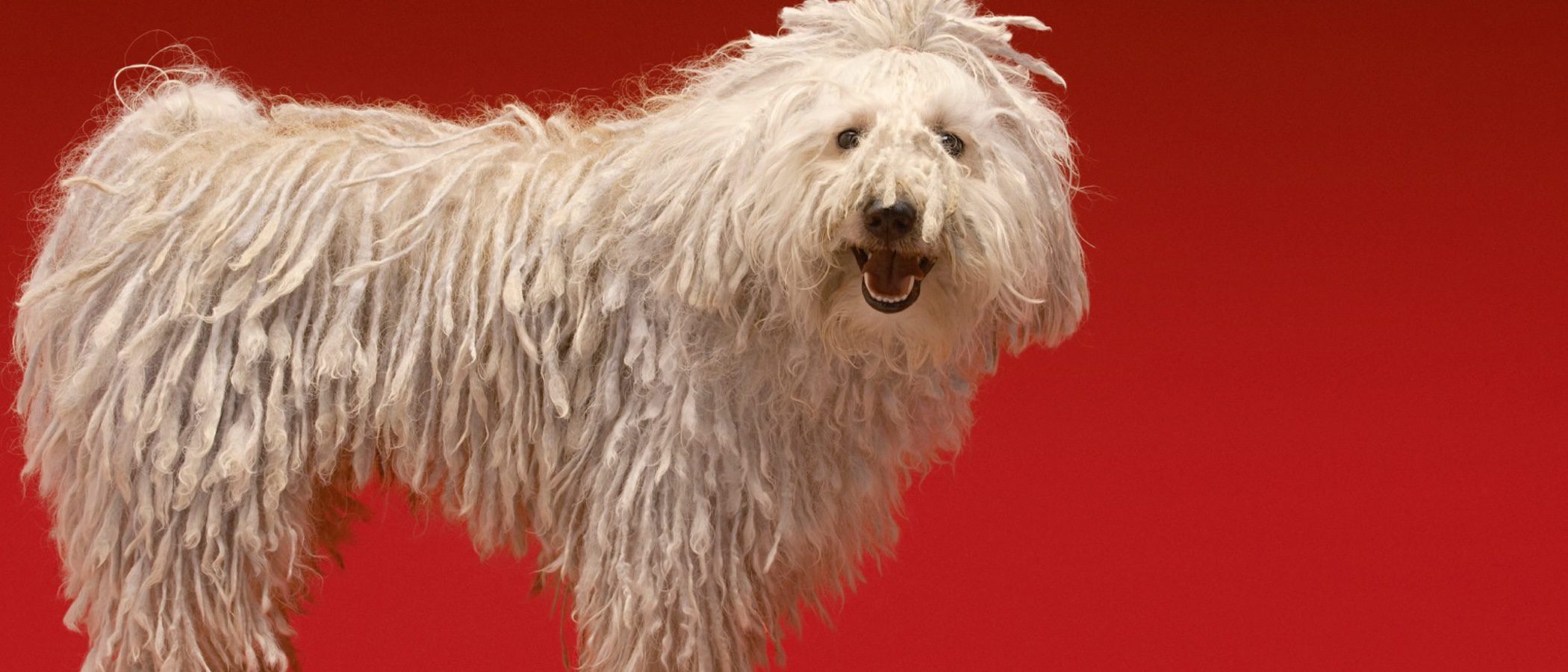Komondor: Razas de perros