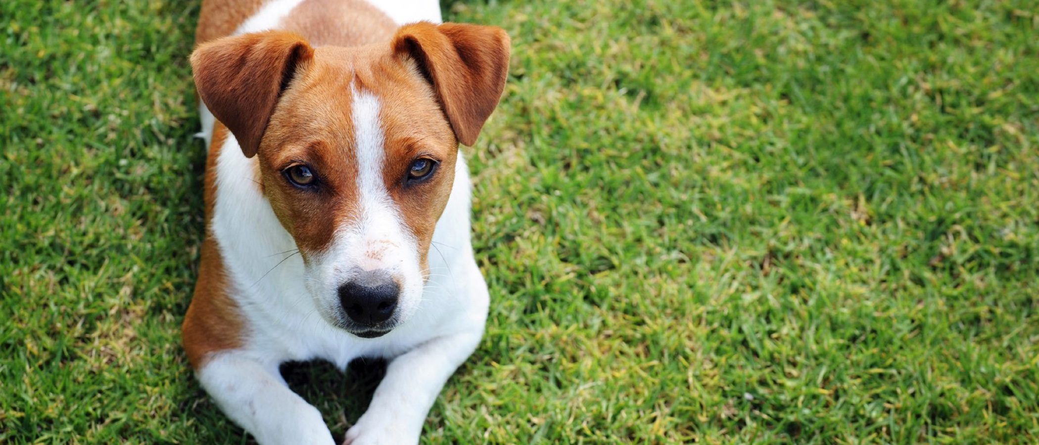Jack Russell Terrier: Razas de perros