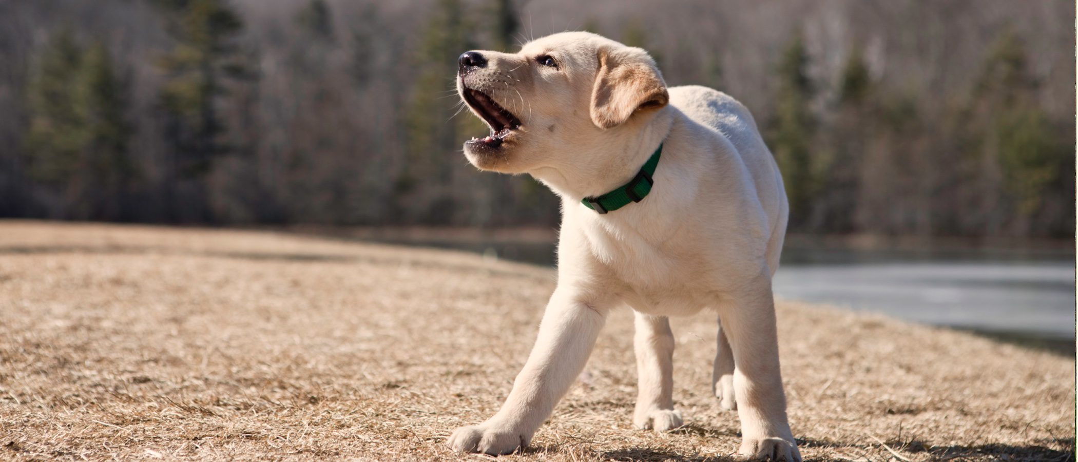 Mi perro no deja de ladrar, ¿por qué?