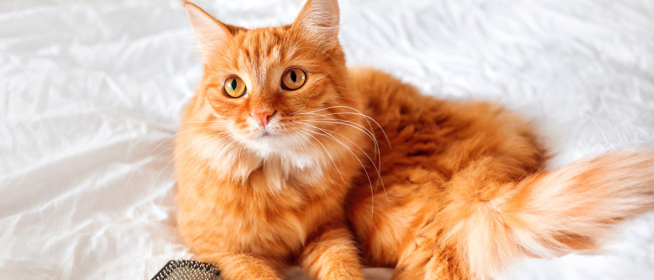 Cómo cuidar el pelo de tu gato