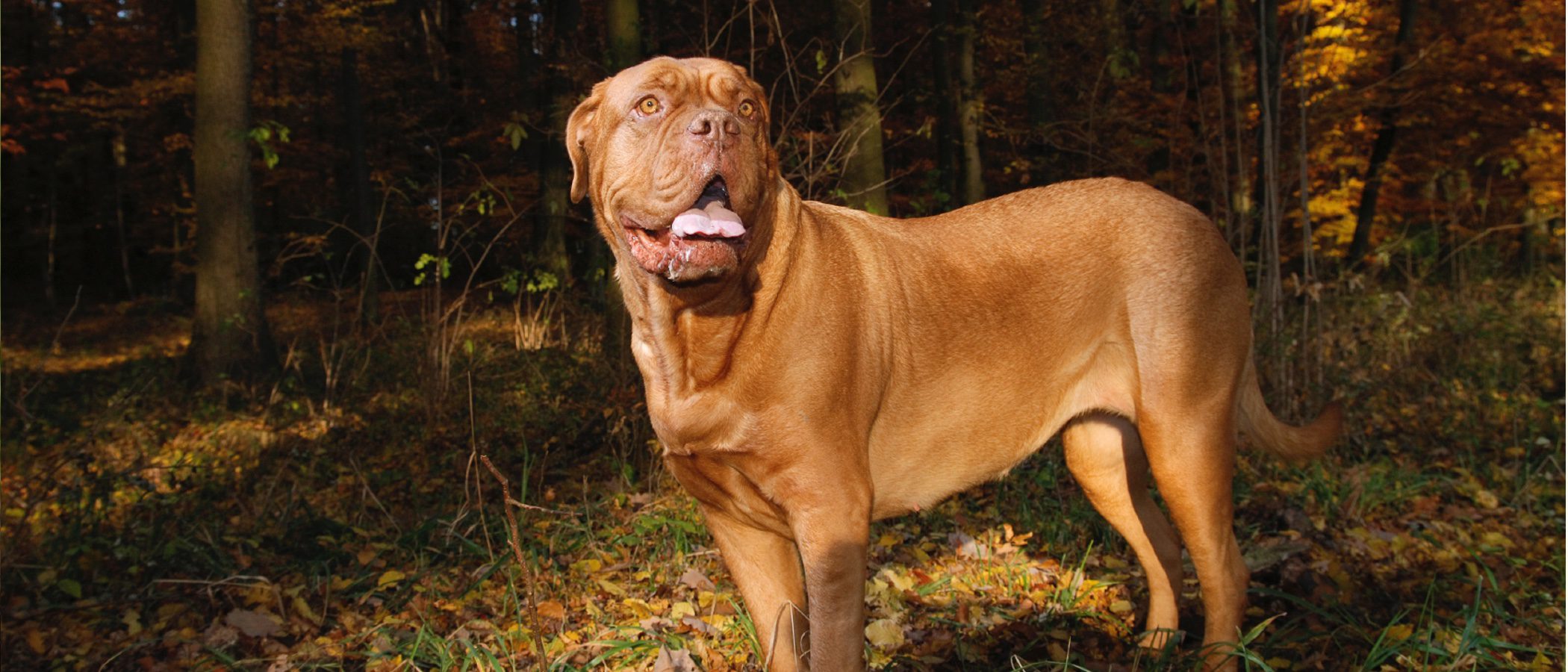 Razas de perros: Dogo de Burdeos