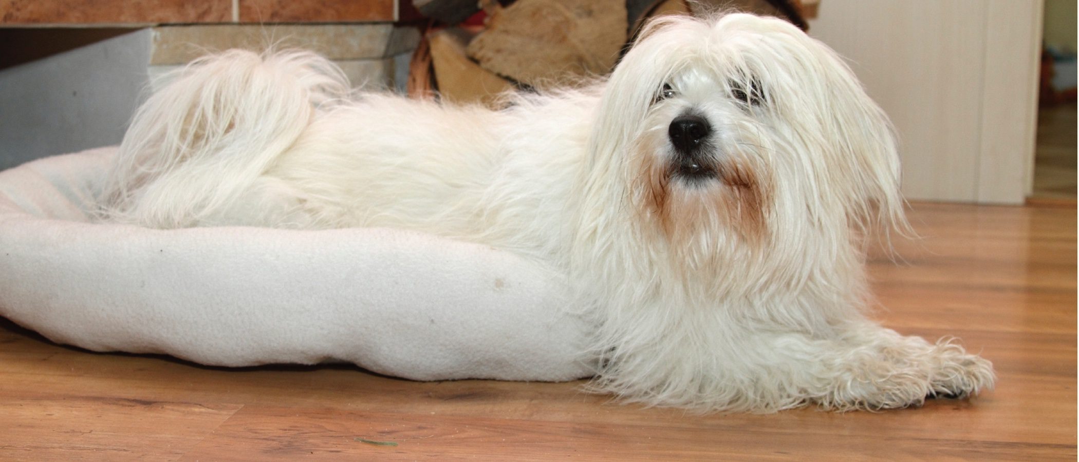 Razas de perros: Coton de Tuléar