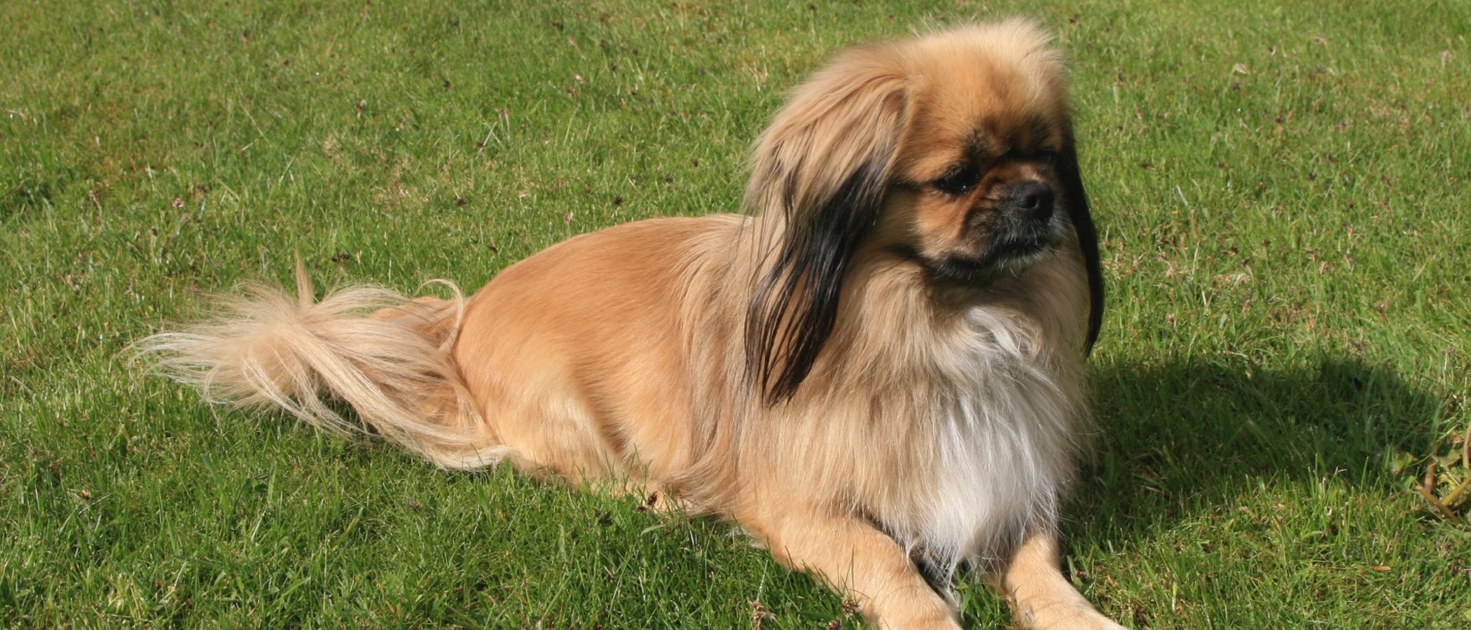 Razas de perros: Spaniel Tibetano