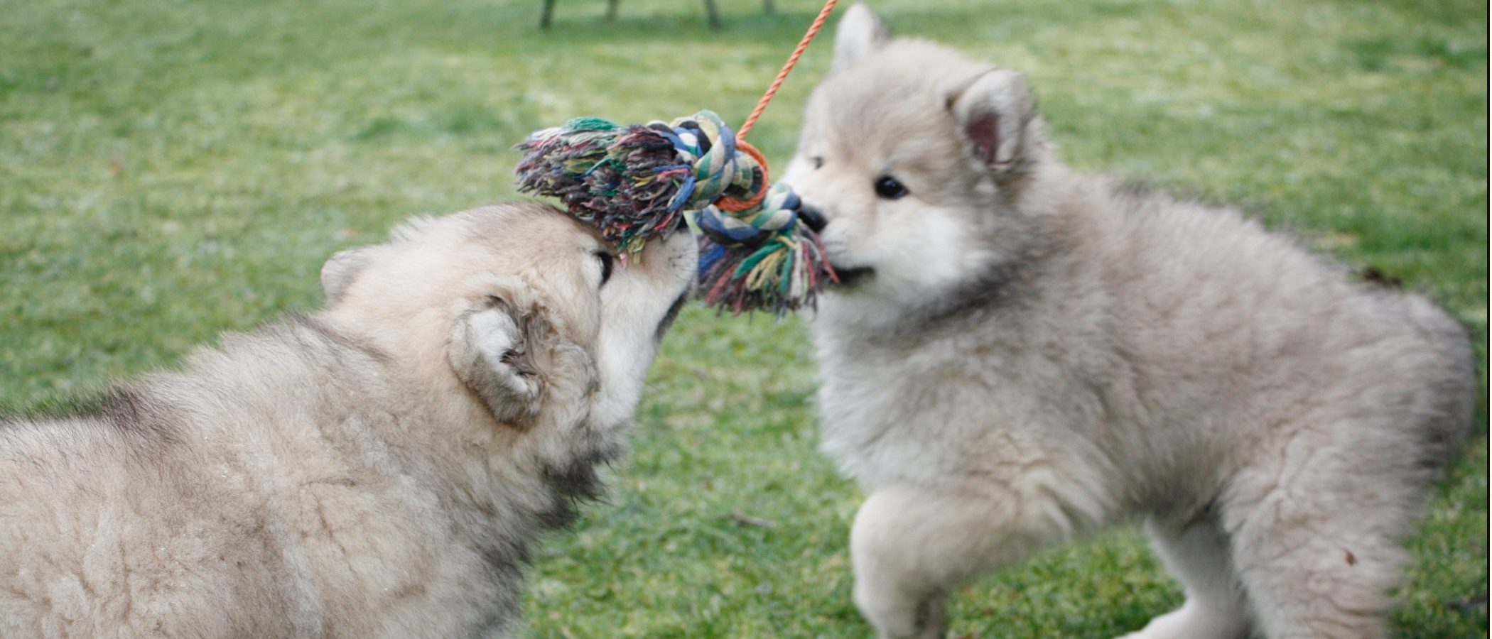 Razas de perros: Eurasier