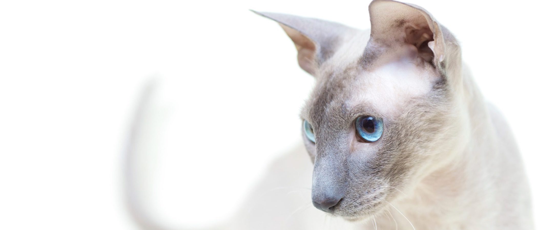 Peterbald: todo sobre esta raza de felino