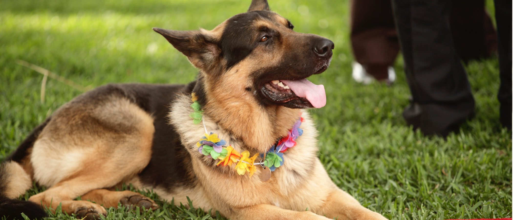 Las 10 razas de perro más inteligentes