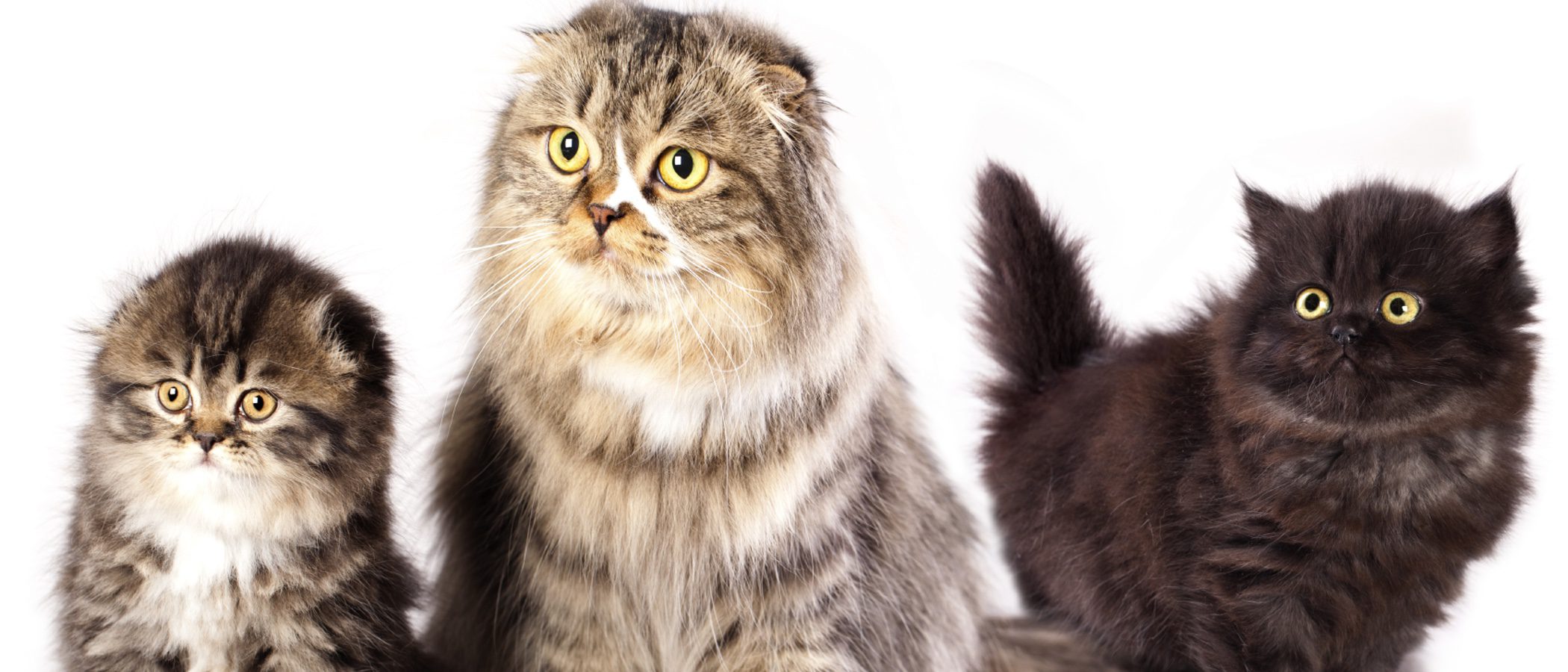 Scottish Fold: todo sobre esta raza de felino