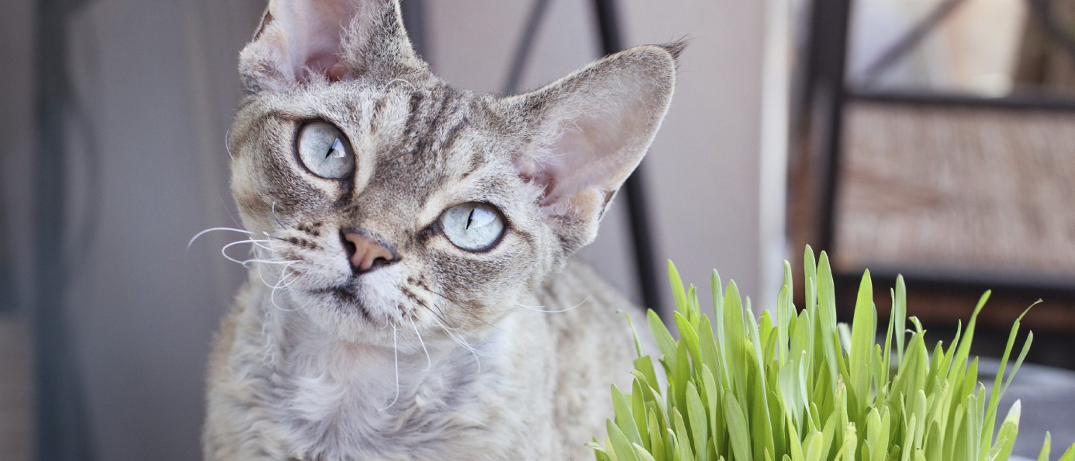 Devon Rex: Todo sobre esta raza de felino
