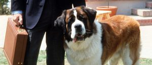 Beethoven, el San Bernardo que se convirtió en una estrella de cine