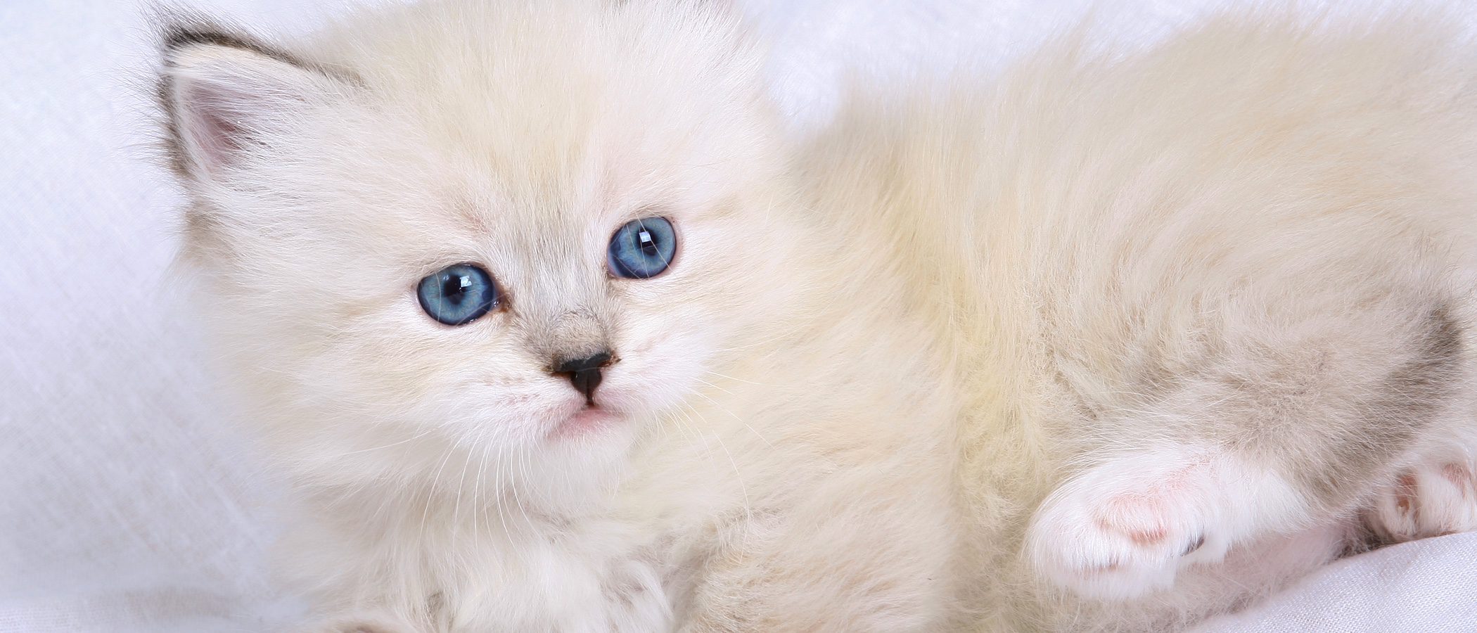Neva Masquerade: Todo sobre esta raza de felino