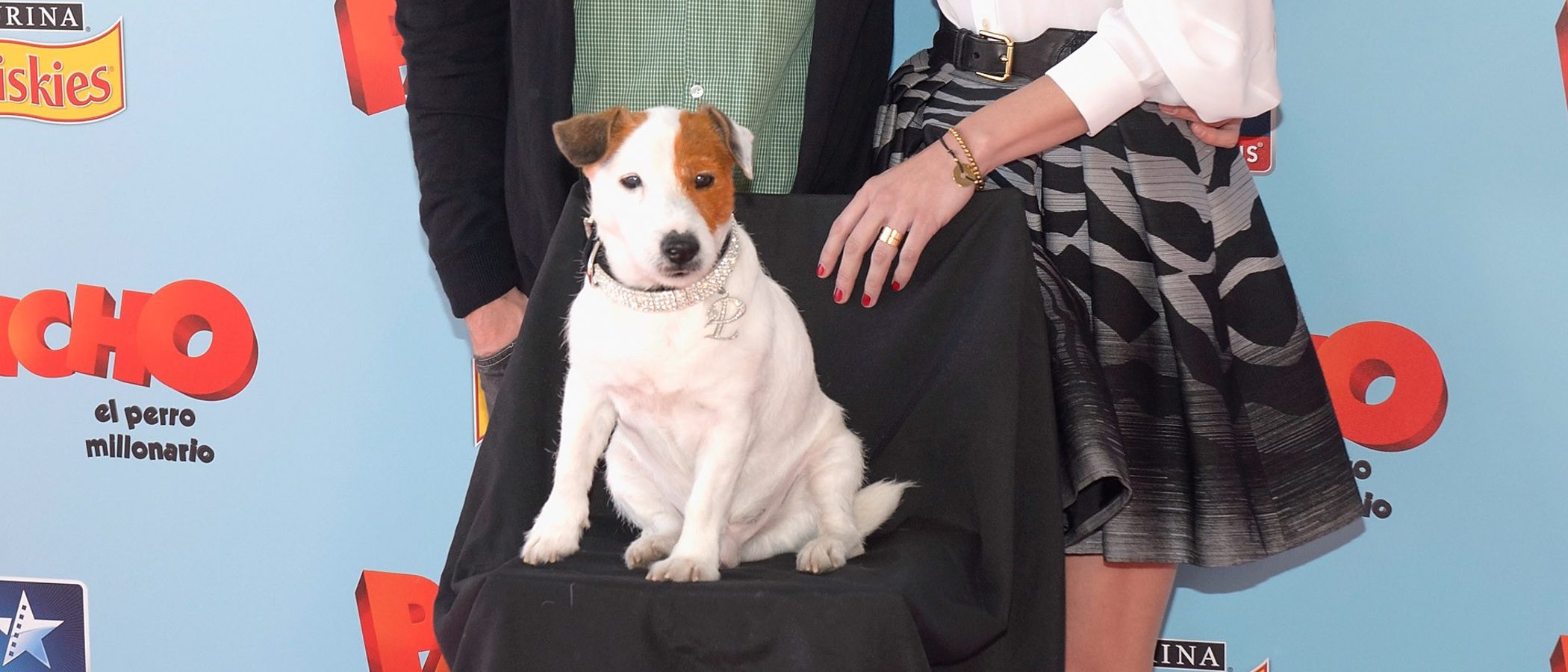 Muere el perro Pancho, el Jack Russell Terrier que conquistó la pequeña y gran pantalla