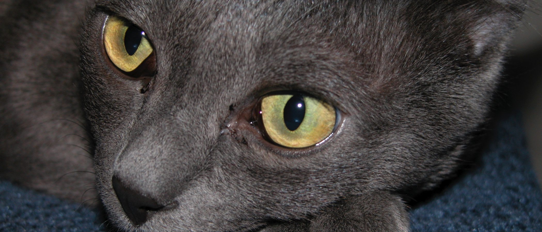 Korat: Todo sobre esta raza de felino