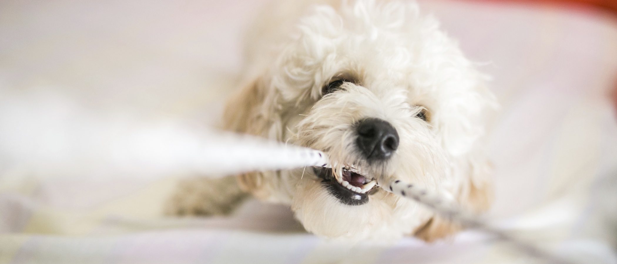 Me cambio de casa: Pautas para hacer que mi perro se integre en el nuevo ambiente
