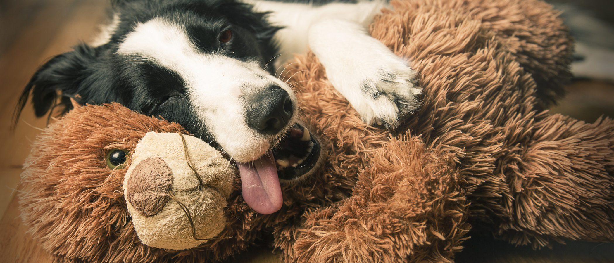 Tipos de juguetes para perros: ¿Cuáles son los más adecuados?