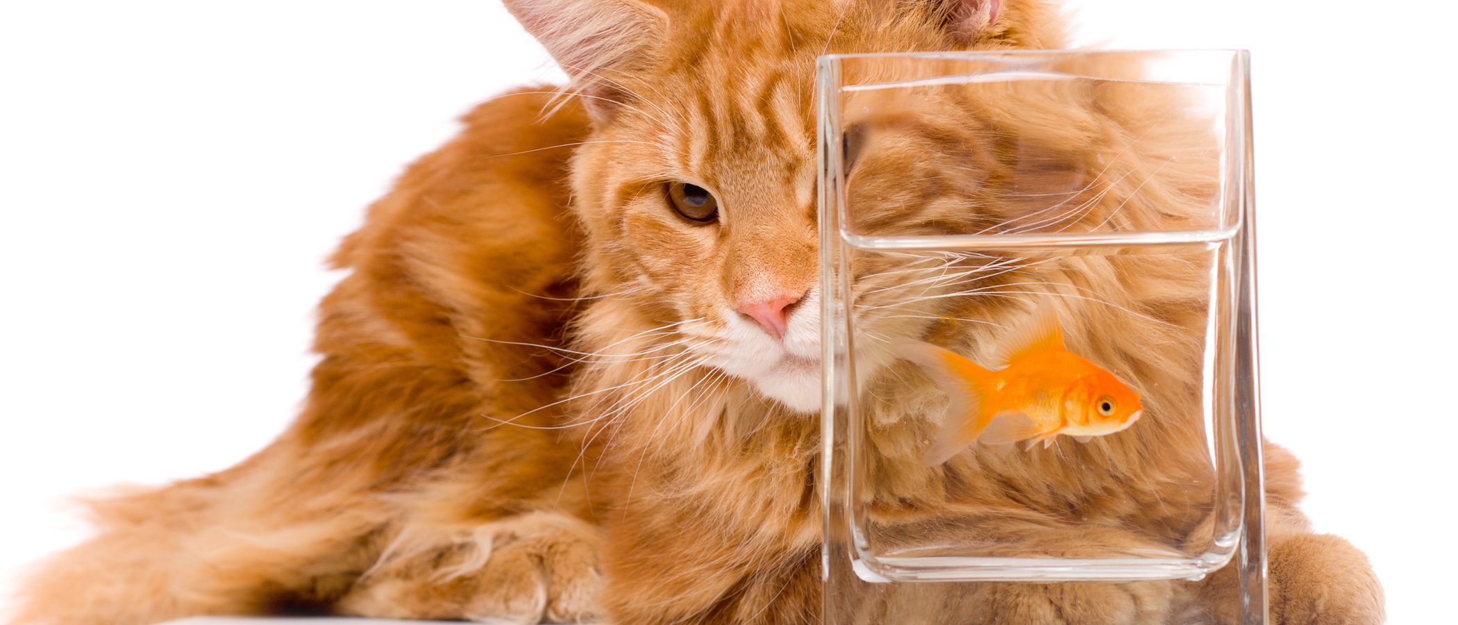 Maine Coon: Todo sobre esta raza de felino