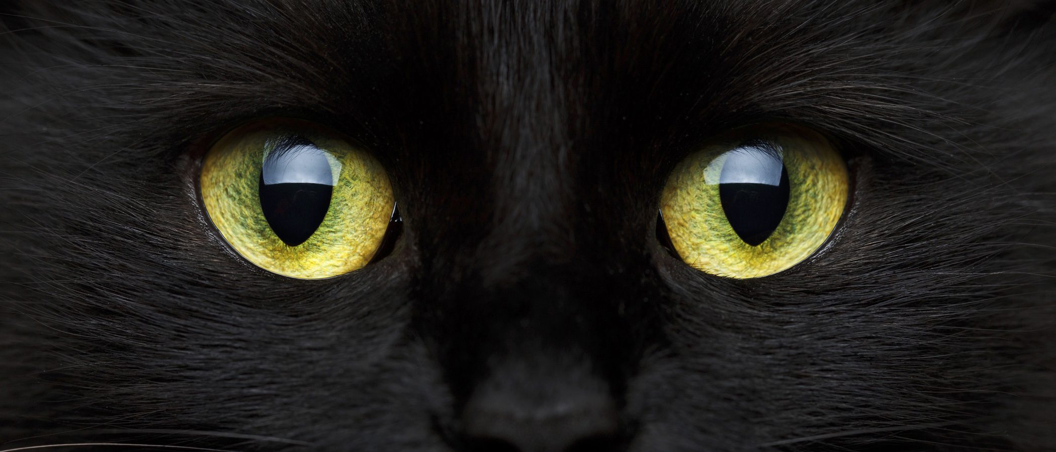 Gato Bombay: Todo sobre esta raza de felino