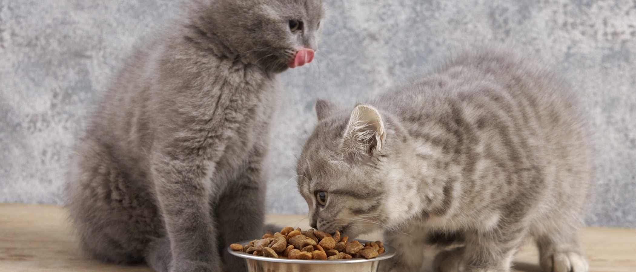 Alimentar a mi mascota: ¿Qué pienso es el más adecuado para mi gato?