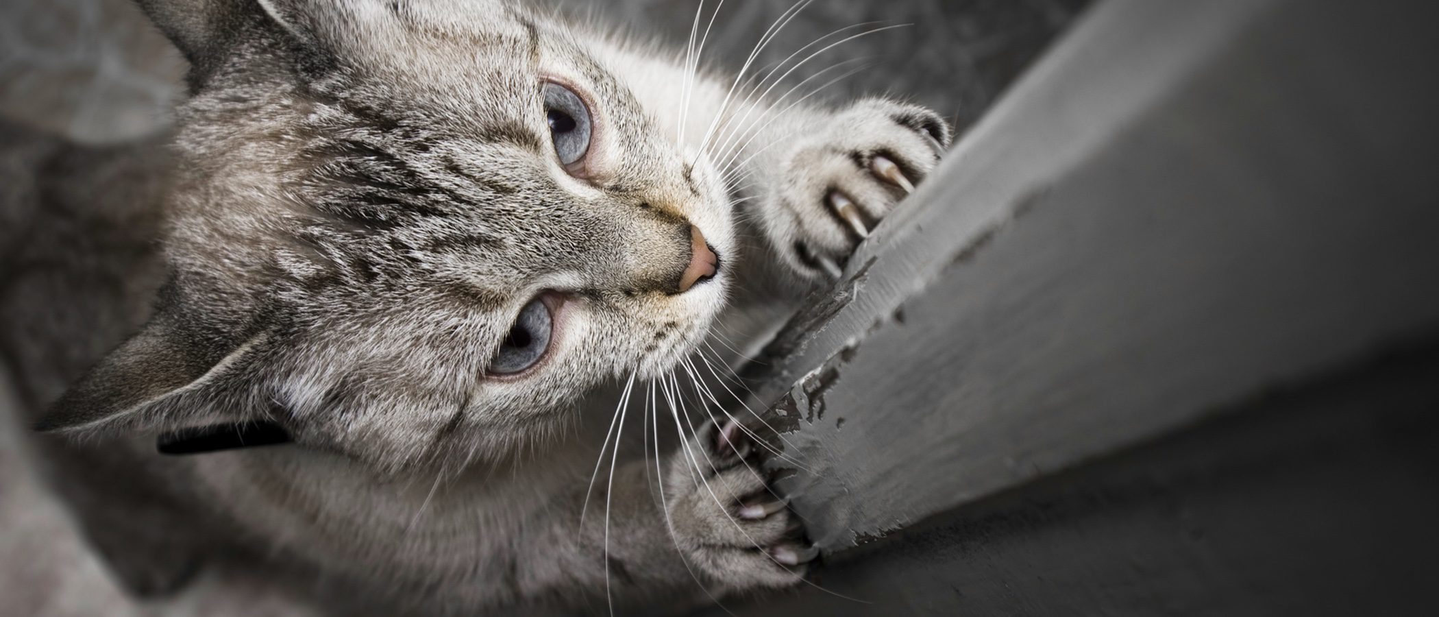 ¿Qué puedo hacer si mi gato me araña?