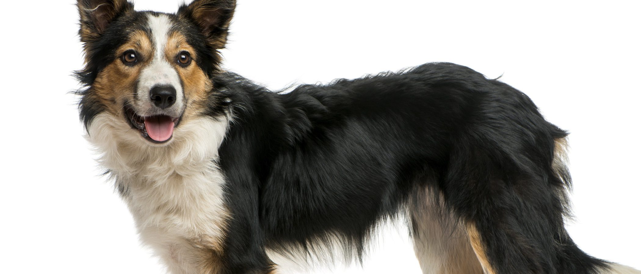Razas de perros: Border Collie
